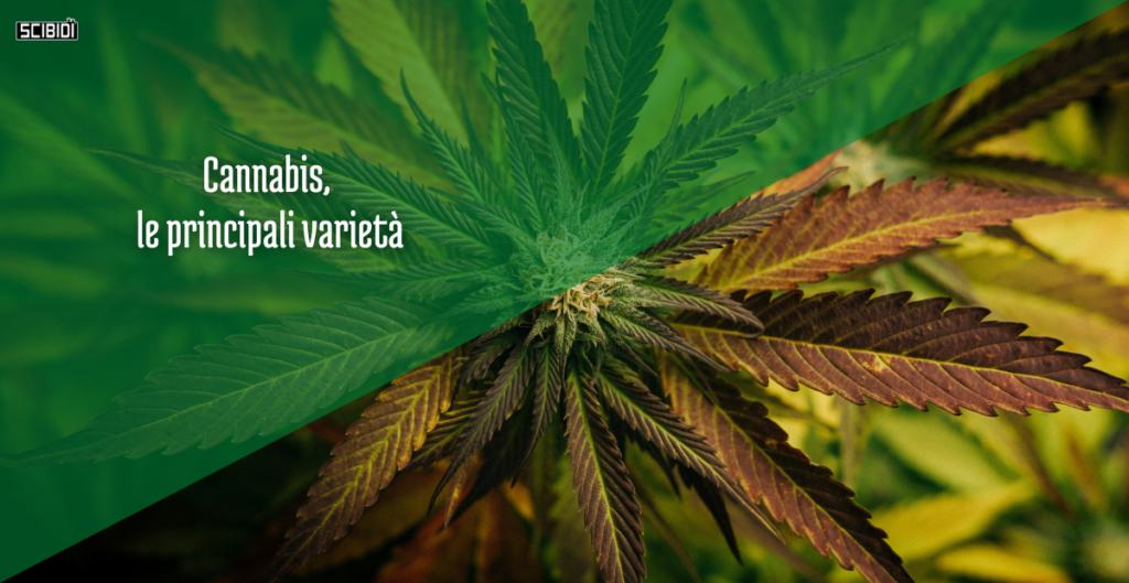 cannabis le principali varietà