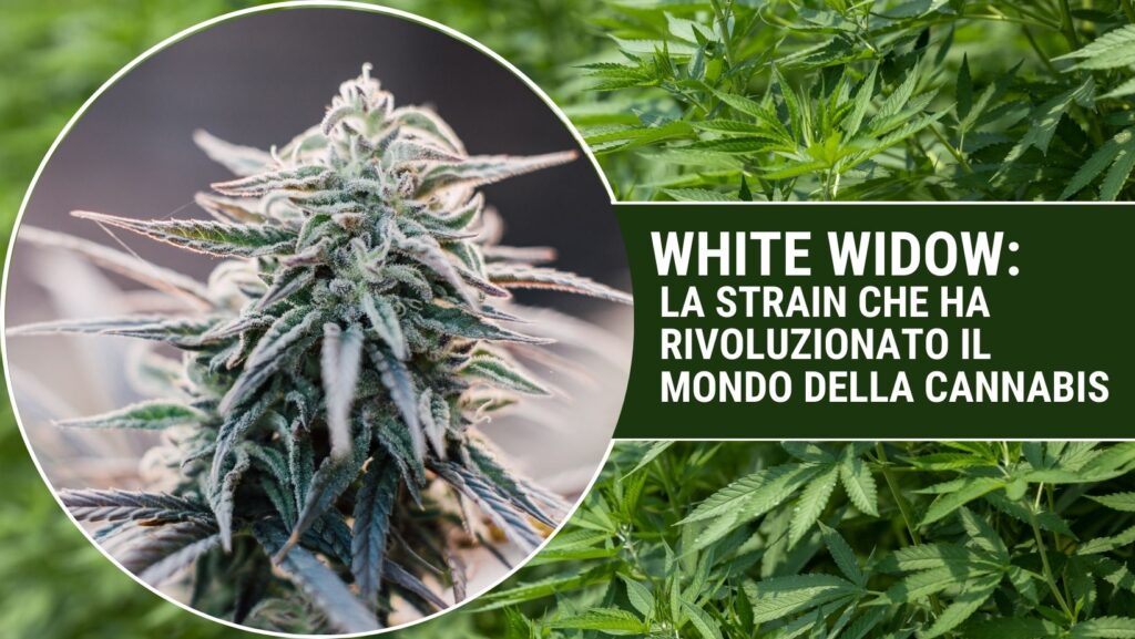 White Widow Cannabis