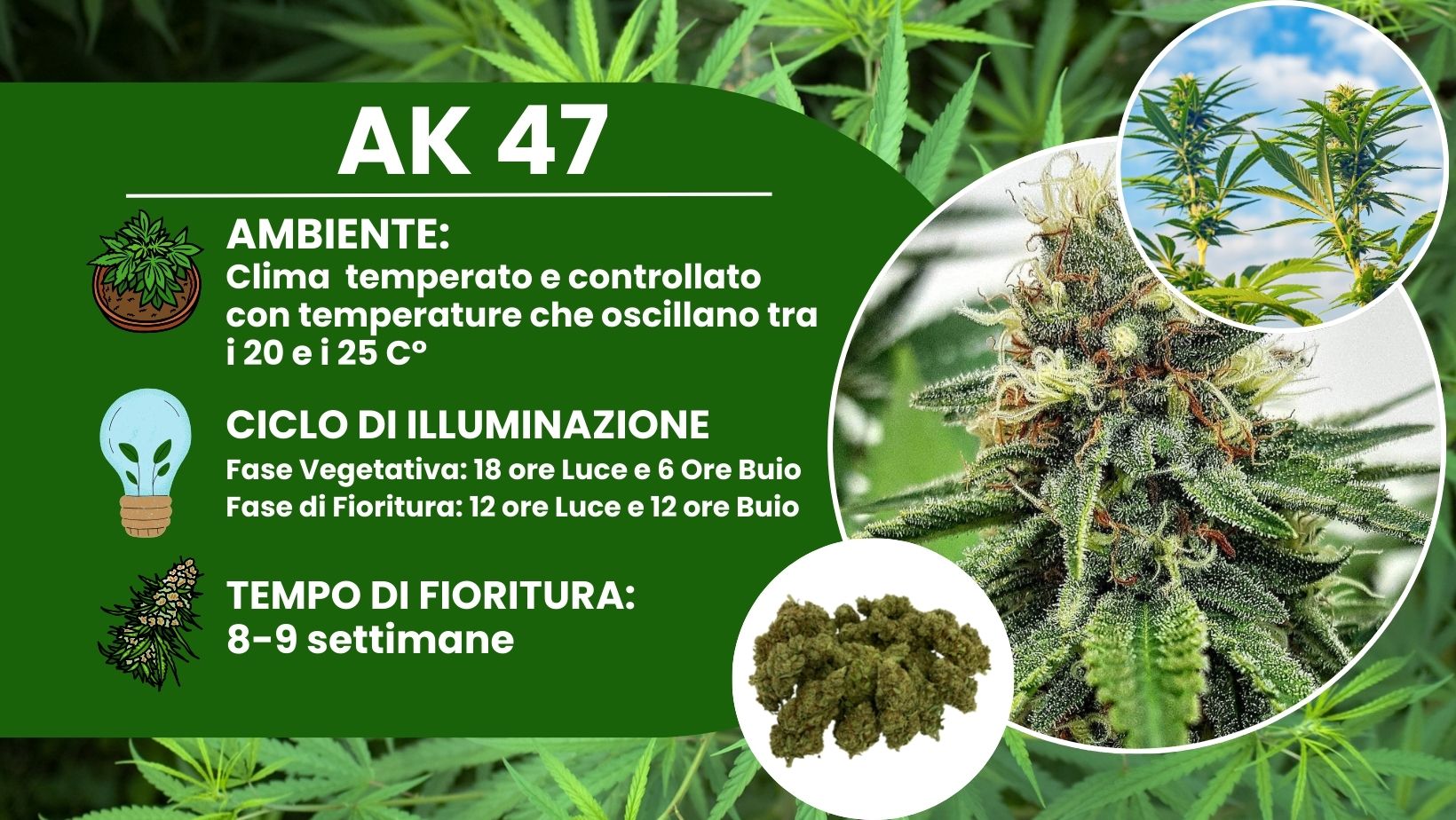 Ak 47 strain