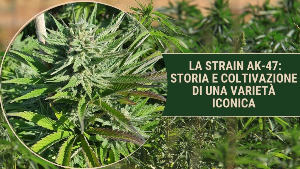 ak 47 strain